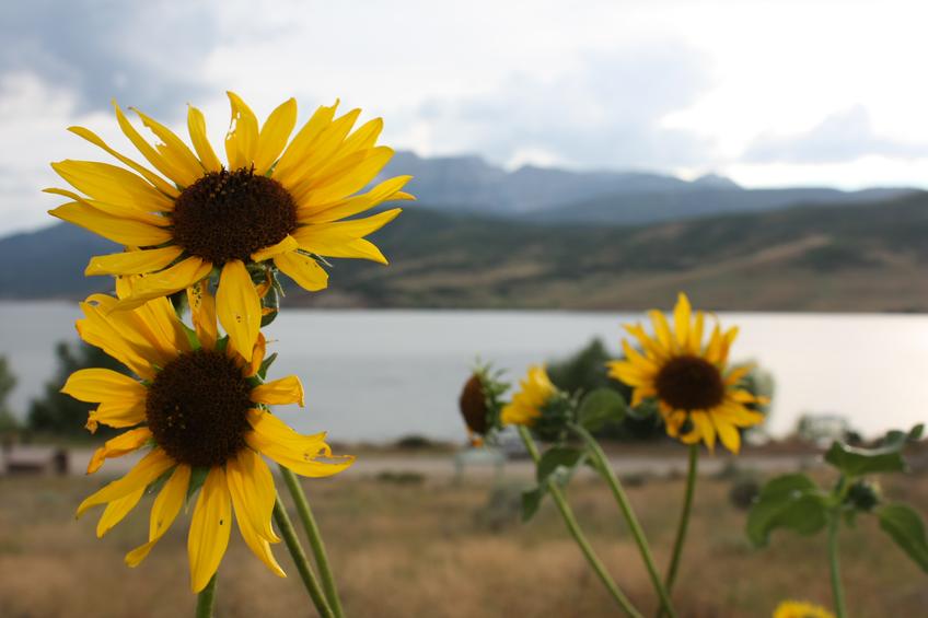 Sunflowers in the Mountains — Photo 14 — Project 365